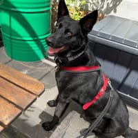 Ozyrys, pies do adopcji