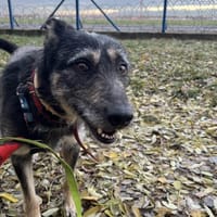 Gajek, pies do adopcji