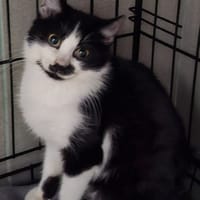 Pumpkin, kot do adopcji