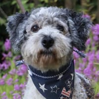 Paul mit 66 Jahren da fängt das Leben an, Hund zur Adoption