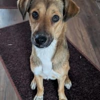 Alita, auf PS in 06242 Braunsbedra, Hündin zur Adoption