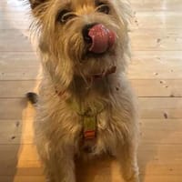 ROCKY 💖 sozial mit ALLEM!, Hund zur Adoption