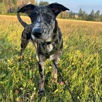 Loki möchte dein Herz erobern, Hund zur Adoption
