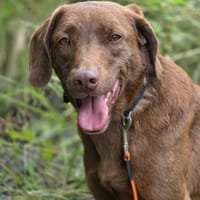 Lino, Hund zur Adoption