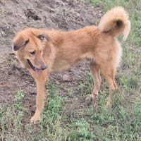 ENYO - toller Kerl für Hundeerfahrene, Hund zur Adoption