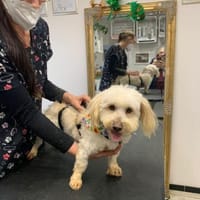 ANIA 3-jährige Bologneser, Hündin zur Adoption