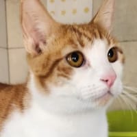 Lieber, umgänglicher Kater Congo, Kater zur Adoption