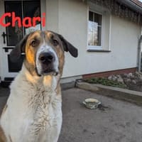 Chari: unsere Habiba (D - 17309), Hündin zur Adoption