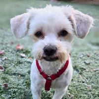 Erwin - verschmuster Fruchtzwerg, Hund zur Adoption