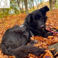 Alfa  der sanfte Kerl, Hund zur Adoption