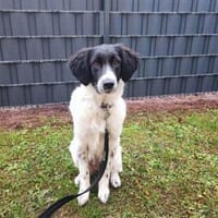 Cesara sucht nach Ihnen!, Hündin zur Adoption