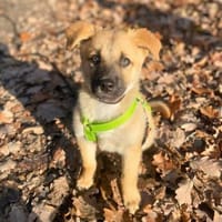 Nala - ist selbstbewusst, Hündin zur Adoption