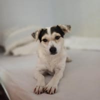 süße Roksy kaum 40 cm groß, Hündin zur Adoption