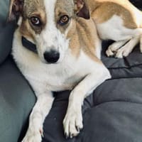 Nini ist eine sanfte, so liebe Hündin!, Hündin zur Adoption