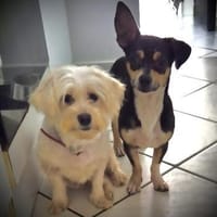 Aliz und Pacollino Love Story, Hund zur Adoption