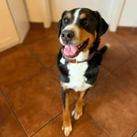 Rocky - ein sturer Einzelprinz, Hund zur Adoption