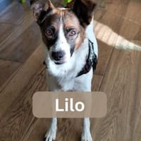 LILO, m., kastr., Mischling, ca. 40 cm, Hund zur Adoption
