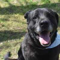 Bambi, dominante Hündin sucht Zuhause, Hund zur Adoption