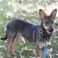 Piccolina, liebe Hündin sucht  Familie, Hündin zur Adoption