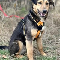 Lexi, lieber Welpe sucht neue Familie, Hund zur Adoption