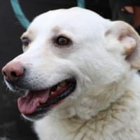 Siriu - zutraulich u. aufgeweckt, Hund zur Adoption