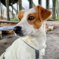 Saja wartet ab Januar in Hannover!, Hündin zur Adoption