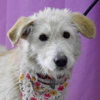 Megan wartet ab Januar in Hannover!, Hündin zur Adoption