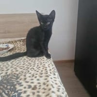 Dali, kleine schwarze Schönheit sucht .., Katze zur Adoption