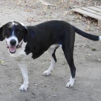 Ozzy, sanfter Riese sucht neues Zuhause, Hund zur Adoption