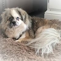 Dundee in 59329 Wadersloh, Hund zur Adoption