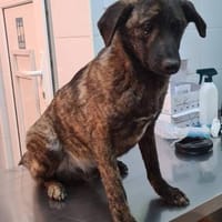 Cristi, netter Welpe sucht Familie, Hund zur Adoption