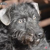 ISABELLA, Hündin zur Adoption