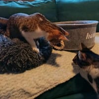 Antony + Sunbeam sehen mit dem Herzen, Kater zur Adoption