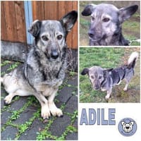 ADILE -freundlich & aufgeweckt-, Hündin zur Adoption