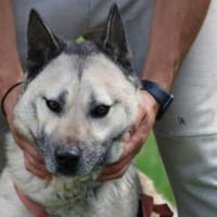 Cikito - verträglich u. sehr aufmerksam, Hund zur Adoption