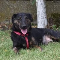 Lucie, Welpenhündin sucht Zuhause, Hündin zur Adoption