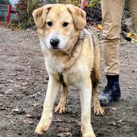 Henki wartet ab Januar in HH!, Hund zur Adoption