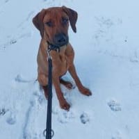 Kiano sucht sein Traumschloss, Hund zur Adoption
