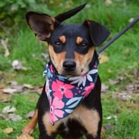 Vitalina wartet ab Januar in Hamburg, Hündin zur Adoption