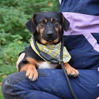 Rango wartet ab Januar in Hamburg!, Hund zur Adoption