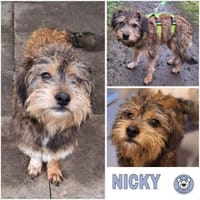 NICKY -Rundum tolles Hundekind-, Hündin zur Adoption