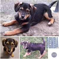 DEMBA -rundum toller Junghund-, Hund zur Adoption