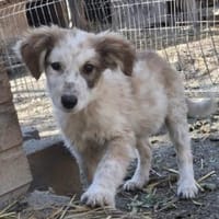 Moppi 34 cm (Okt 25) Pflegestelle, Hund zur Adoption