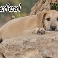 Wer zeigt Rafael die Welt?❤, Hund zur Adoption