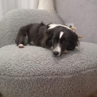 Leni, kleine Junghündin, Hündin zur Adoption