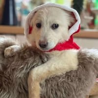 Livo sucht Liebe, Hündin zur Adoption