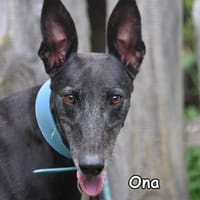 ONA, Hündin zur Adoption