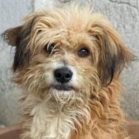 Willi, geb. ca. 09/2023, 30655 Hannover, Hund zur Adoption