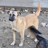 Cioco, Junghund sucht neues Zuhause, Hündin zur Adoption