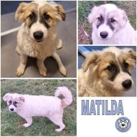 MATILDA -ideale Familienhündin-, Hündin zur Adoption